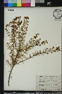 Hypericum fasciculatum image