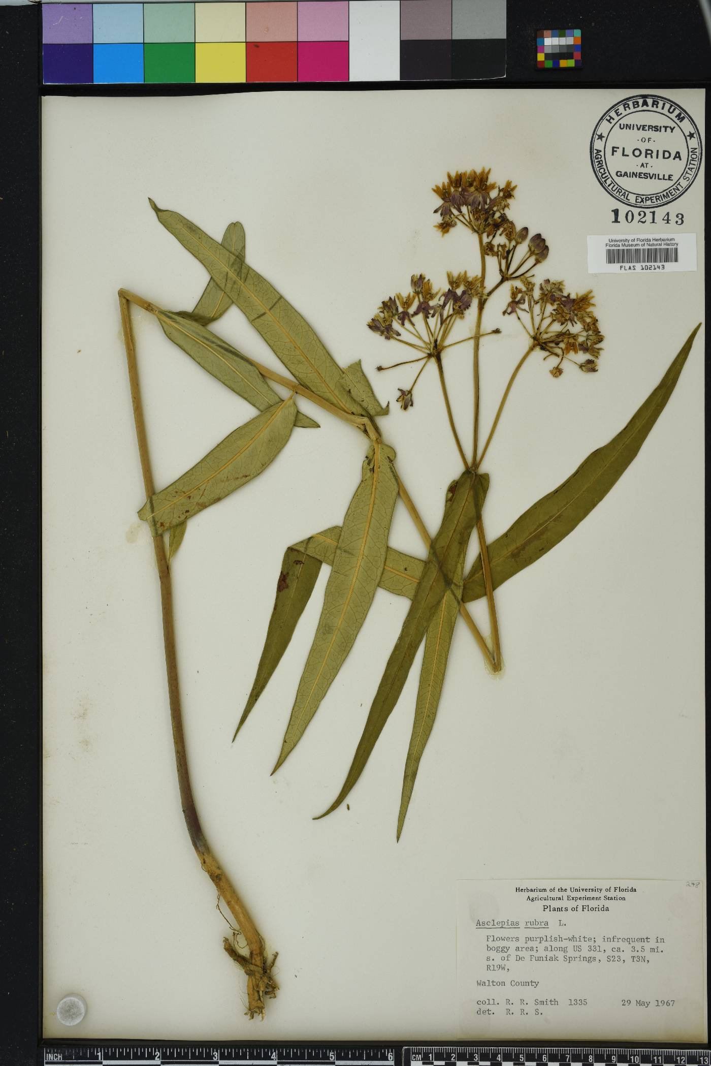 Asclepias rubra image