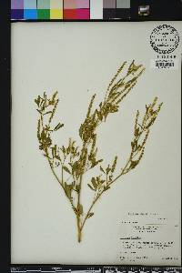 Melilotus indicus image