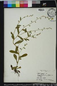 Myosotis macrosperma image