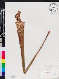 Sarracenia leucophylla image