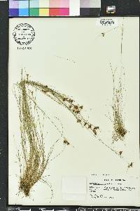 Rhynchospora gracilenta image