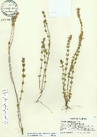 Stachydeoma graveolens image