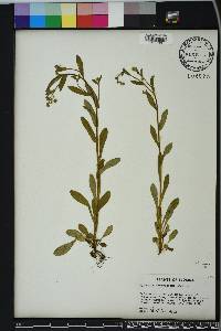 Myosotis macrosperma image