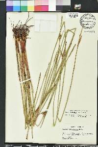 Scleria baldwinii image