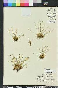 Lachnocaulon minus image
