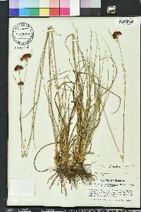 Rhynchospora fascicularis image