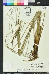 Carex verrucosa image