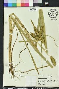 Carex lupuliformis image