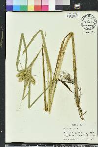 Carex comosa image