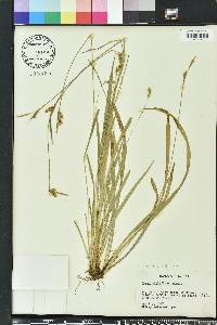 Carex styloflexa image