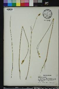 Polygala incarnata image