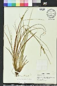 Carex tenax image