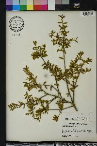 Ilex cassine var. myrtifolia image