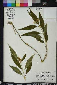 Asclepias perennis image