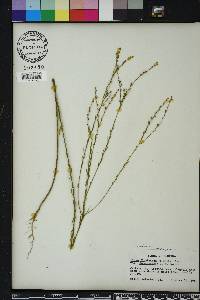 Linum floridanum image