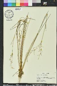 Juncus pelocarpus image