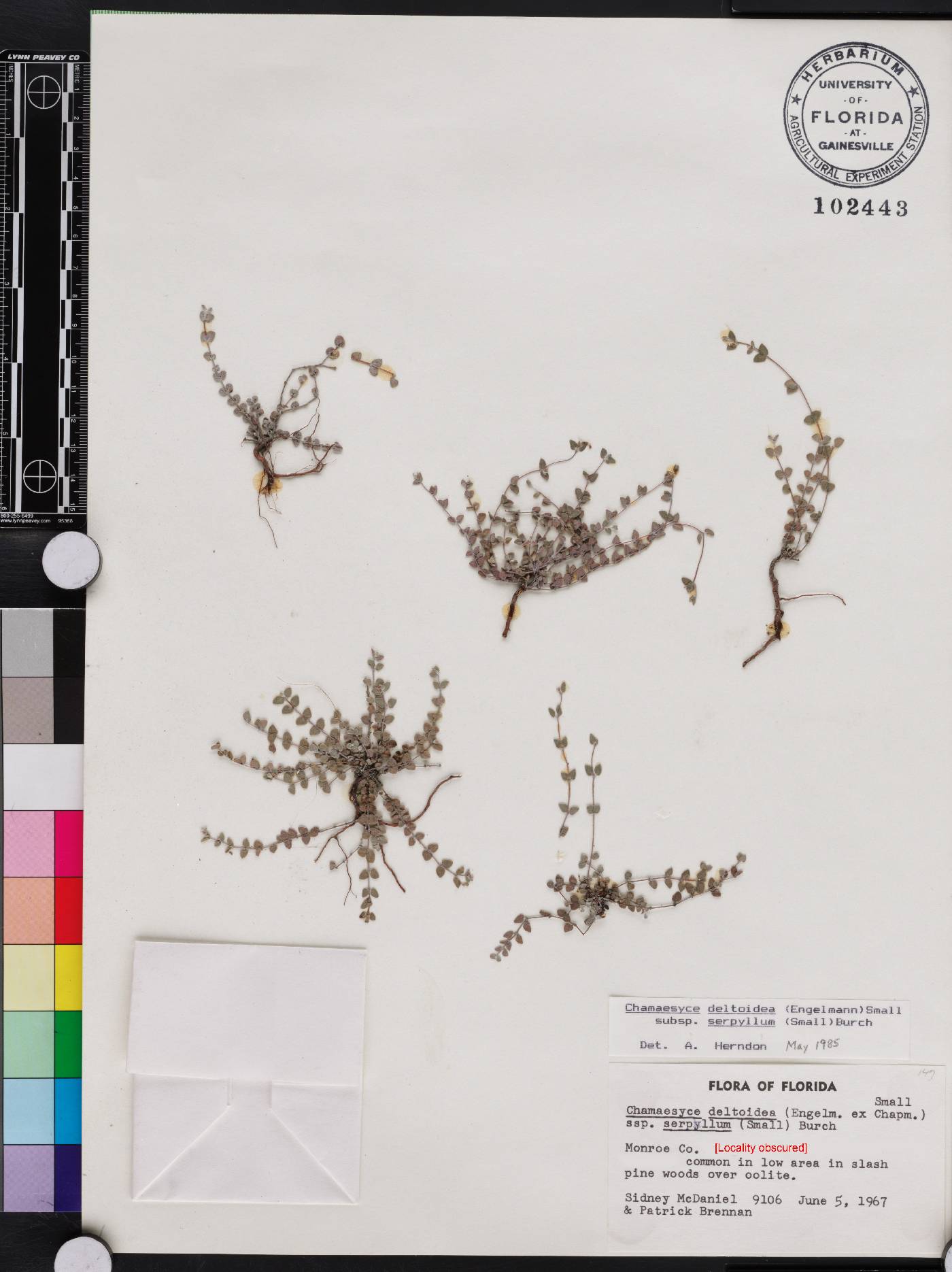 Chamaesyce deltoidea subsp. serpyllum image