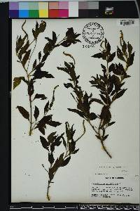 Heliotropium angiospermum image