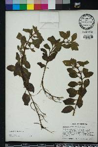 Ludwigia repens image