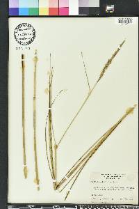 Spartina patens image