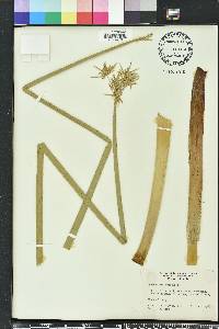 Cyperus articulatus image