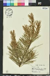 Pinus glabra image