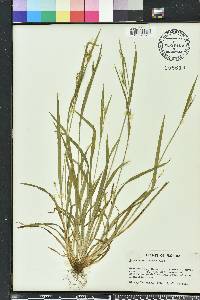 Carex crebriflora image