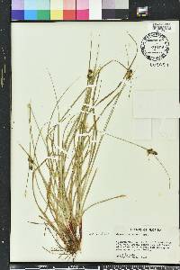 Carex complanata image