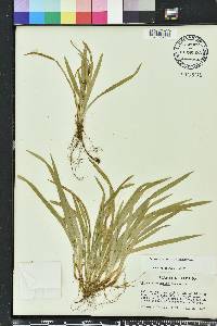 Carex abscondita image