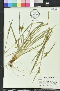 Carex crebriflora image