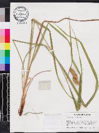 Carex typhina image