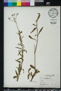 Oenothera simulans image