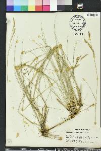 Spartina patens image