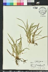 Carex abscondita image