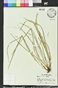 Carex willdenowii image