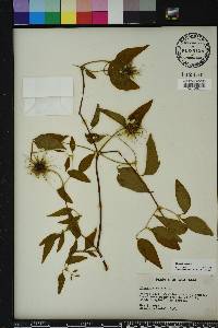 Clematis crispa image