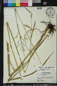 Paspalum floridanum image