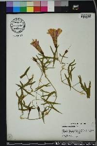 Ipomoea sagittata image