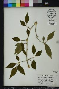 Forestiera acuminata image