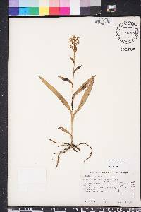 Habenaria repens image