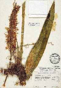 Sansevieria hyacinthoides image