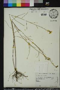 Piriqueta cistoides image