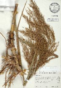 Phragmites karka image