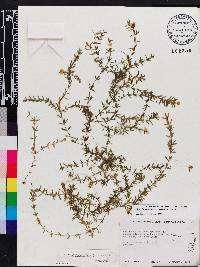 Hydrilla verticillata image