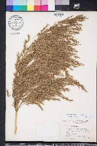 Phragmites karka image