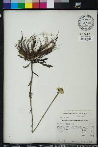 Helenium pinnatifidum image