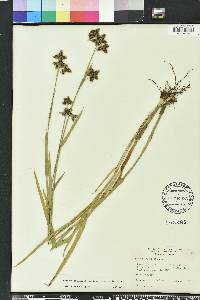 Fuirena breviseta image