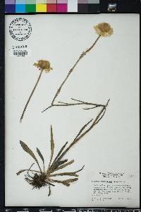 Helenium pinnatifidum image