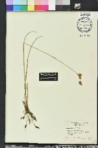 Juncus elliottii image